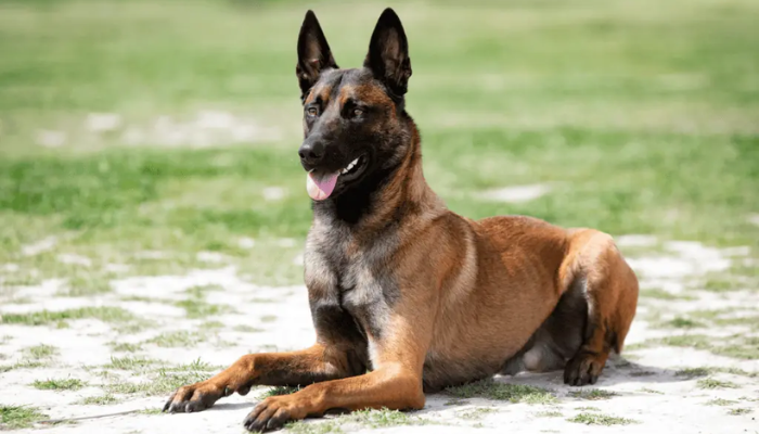 cop dog breeds